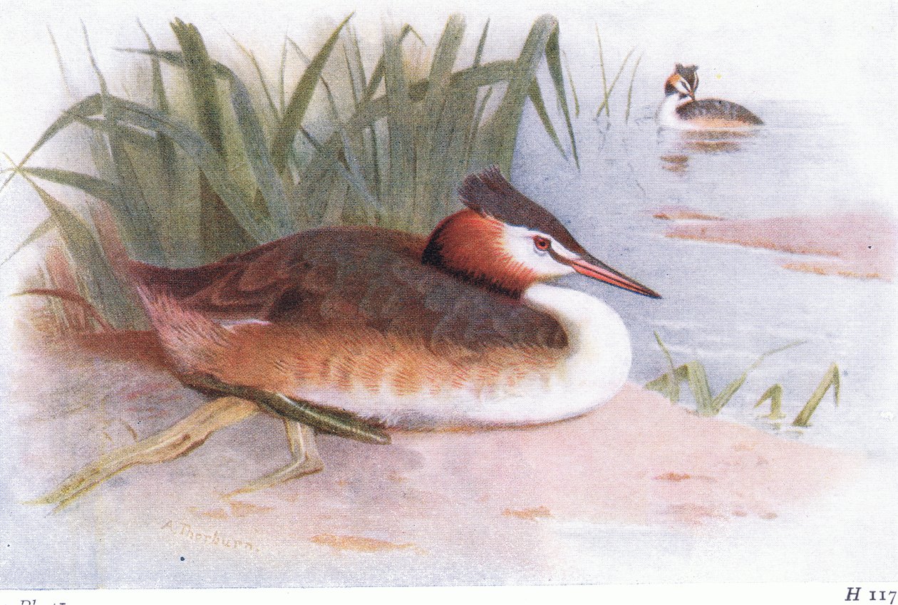 Grande Mergulhão-de-crista de Archibald Thorburn