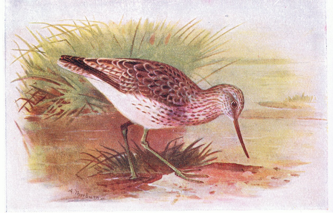 Greenshank, de aves das ilhas britânicas e seus ovos publicado por Frederick Warne & Co Ltd, 1958 de Archibald Thorburn