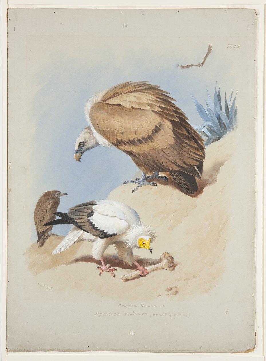 Griffin abutre egípcio, c.1915 (aquarela e cor de corpo sobre lápis sobre papel) de Archibald Thorburn