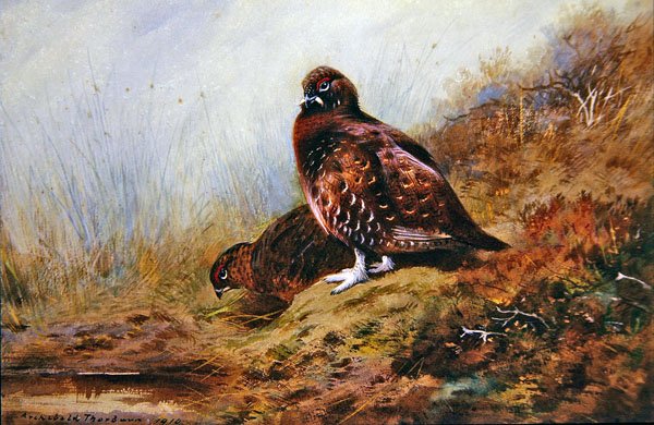 Grouse de Archibald Thorburn