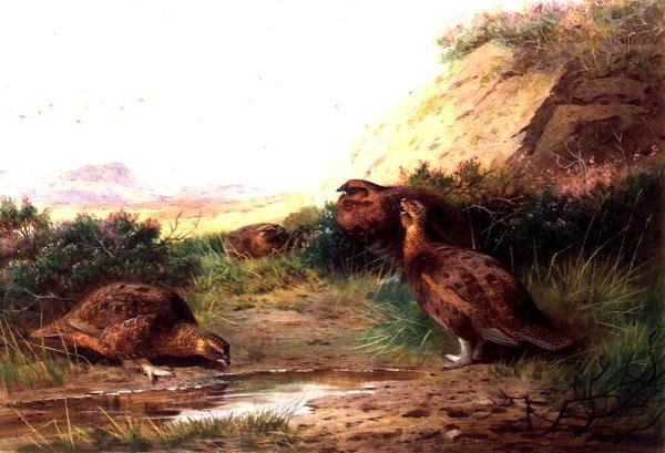 Grouse in a Landscape (gouache) de Archibald Thorburn