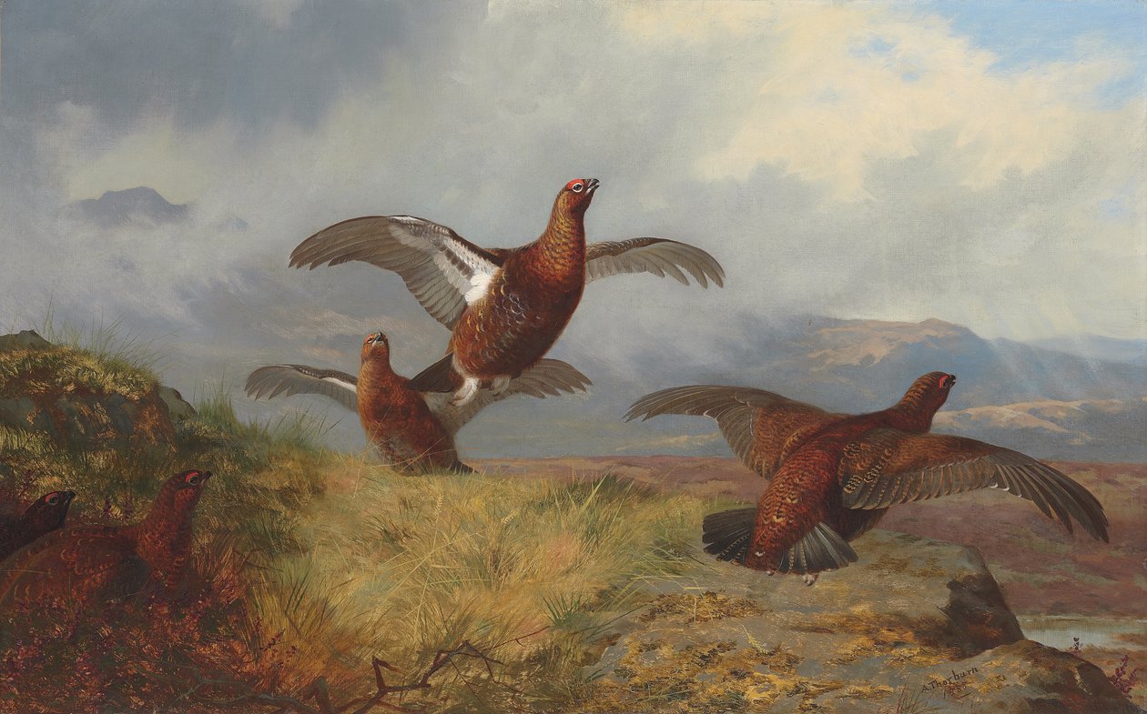 Tetraz em vôo de Archibald Thorburn