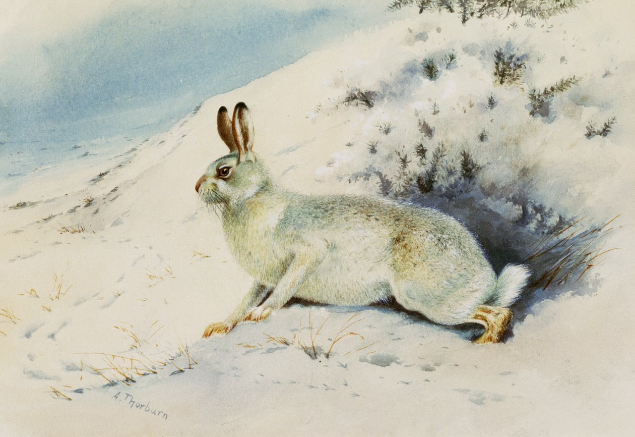 Lebre de Archibald Thorburn