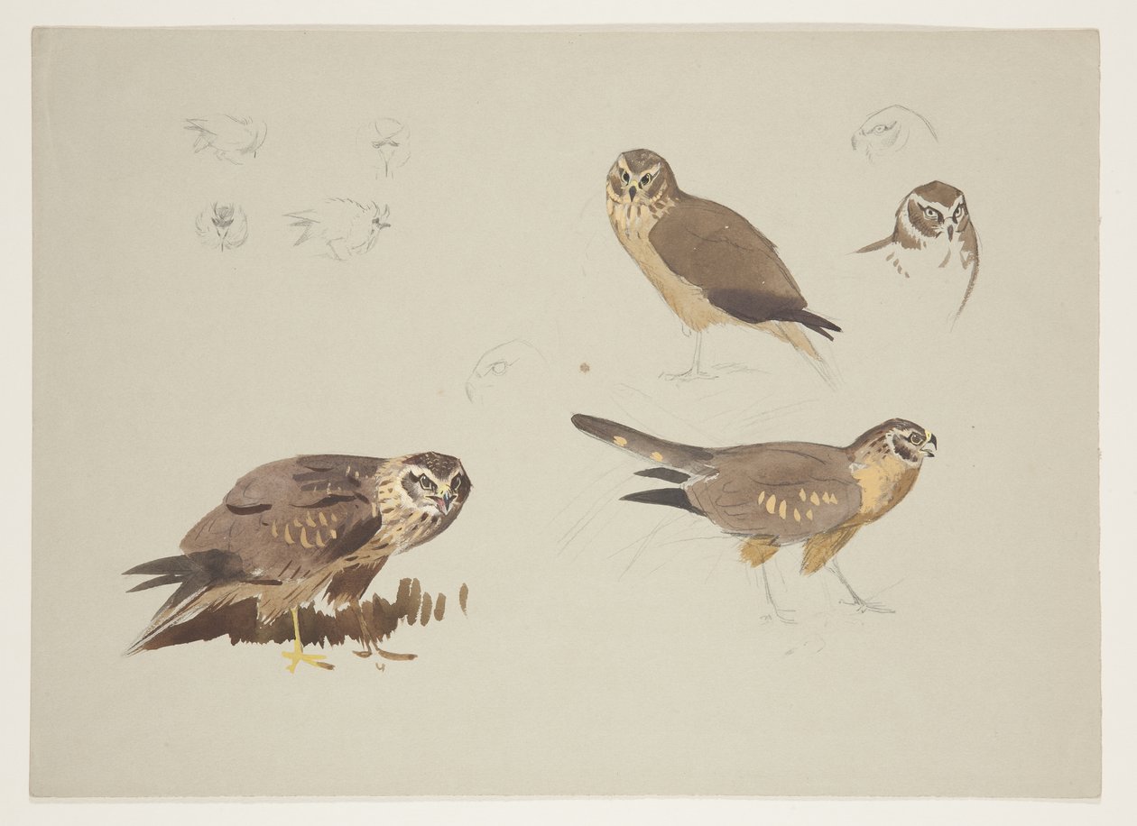 Harrier and ruff, c.1915 (aguarela e cor de corpo sobre lápis sobre papel) de Archibald Thorburn