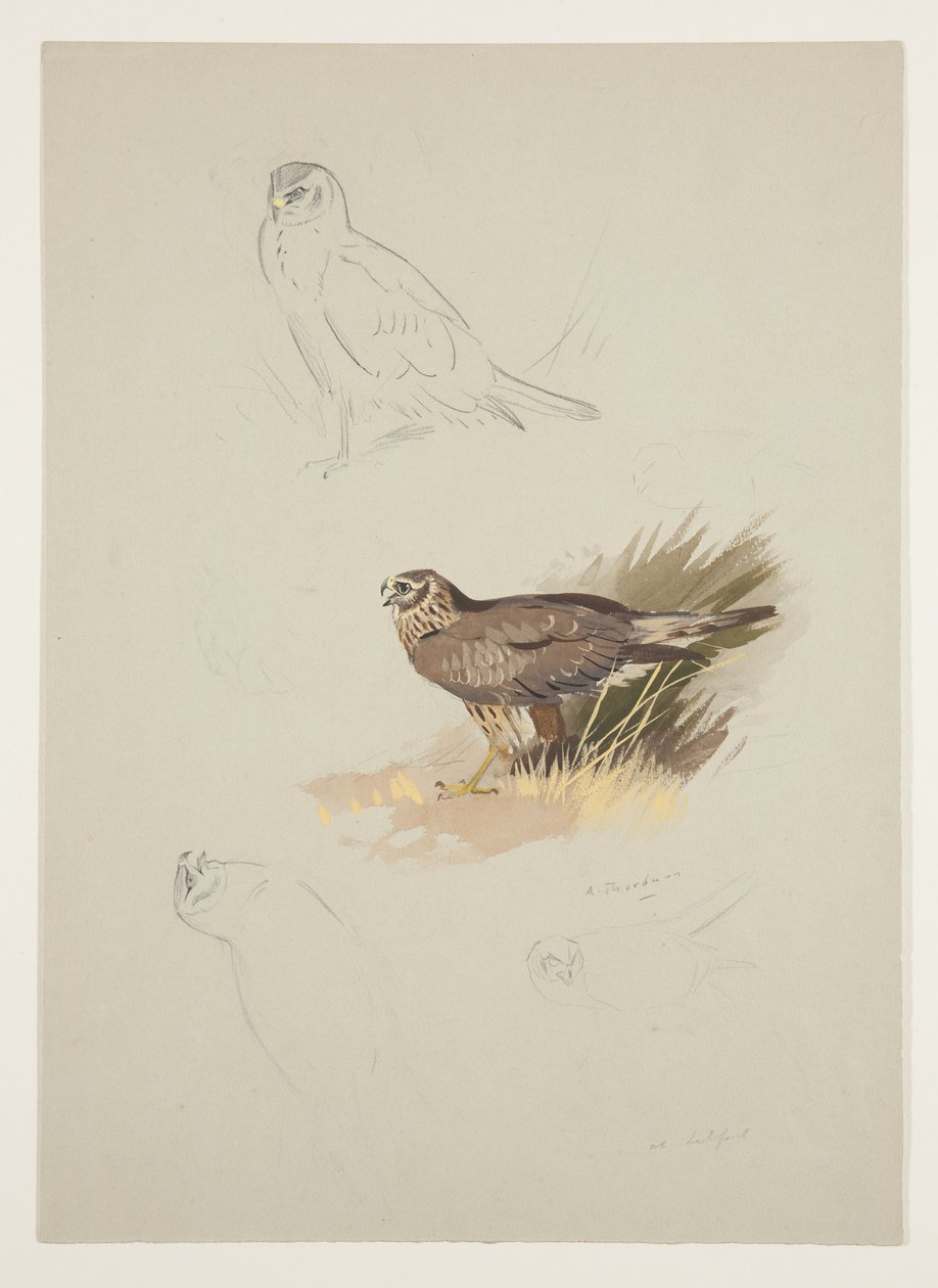 Harrier, c.1915 (aguarela e cor de corpo sobre lápis sobre papel) de Archibald Thorburn