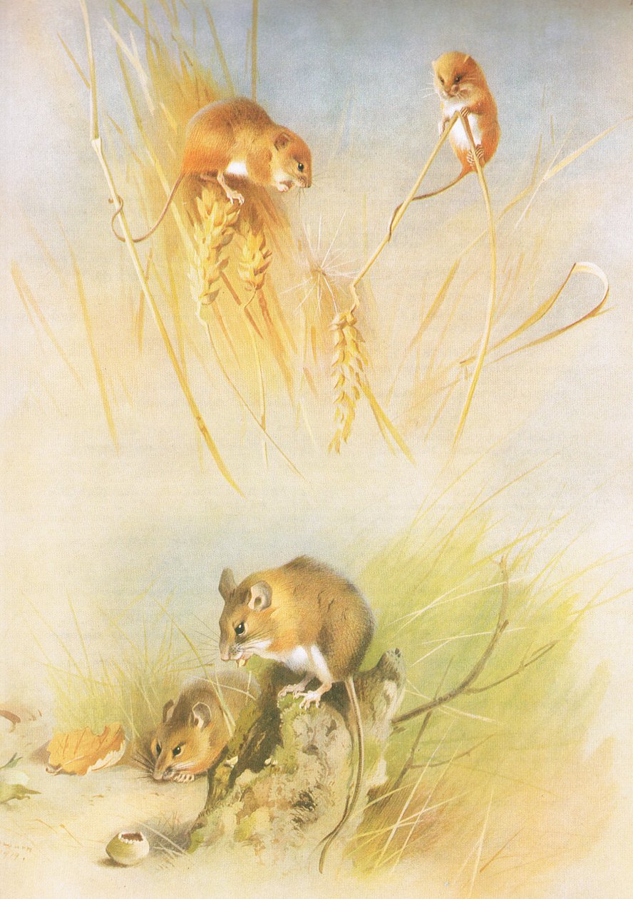 Rato de Colheita e Rato de Madeira, de Thorburns Mammals publicado por Longmans e Co, c. 1920 de Archibald Thorburn