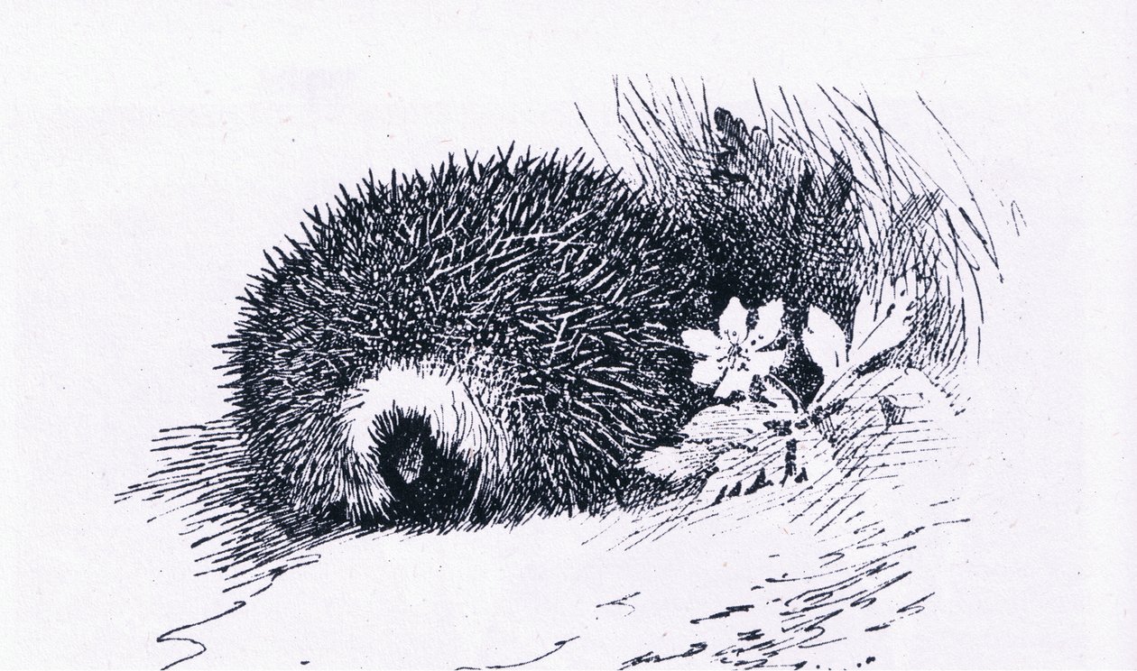Hedgehog, Nature in Britain publicado por Collins, 1946 de Archibald Thorburn