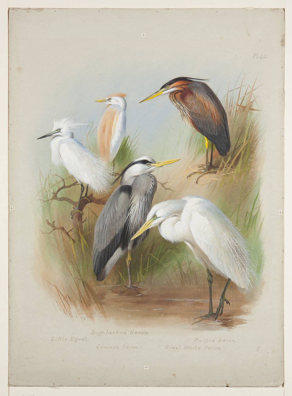 Garças e garça, c.1915 (aguarela e cor de corpo sobre lápis a bordo) de Archibald Thorburn