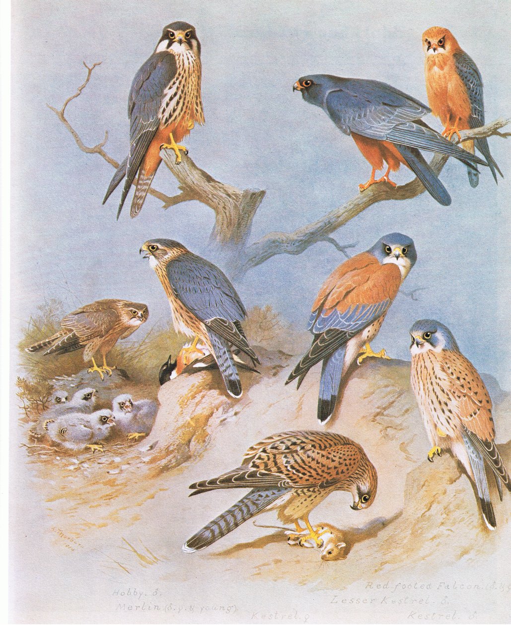 Passatempo, Merlin, Red Footed Falcon, Kestrel Lesser e Kestrel, pub. por Book Club Associates, 1972 de Archibald Thorburn