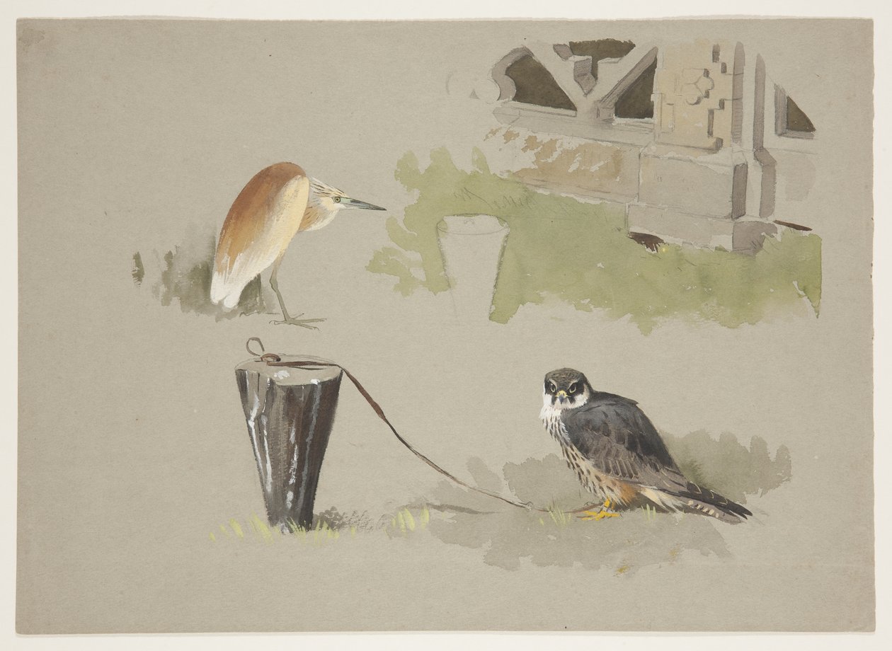 Hobby male tethered and squarro heron, c.1915 (aquarela e cor de corpo sobre lápis sobre papel) de Archibald Thorburn