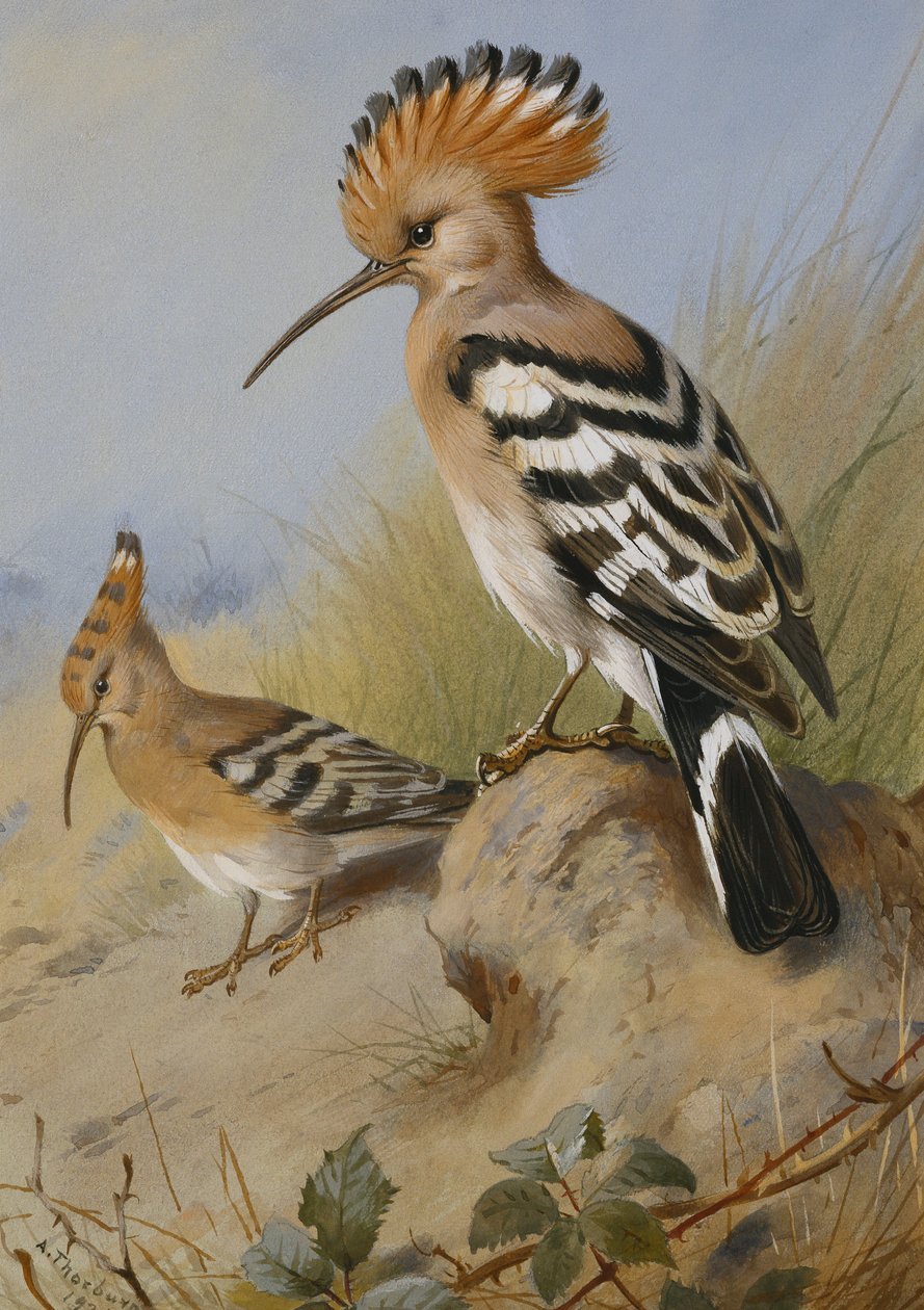 Hoopoes de Archibald Thorburn