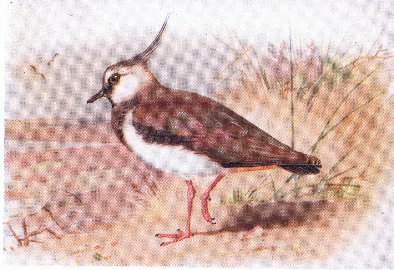 Abibe, das aves das ilhas britânicas e seus ovos publicado por Frederick Warne & Co Ltd, 1958 de Archibald Thorburn