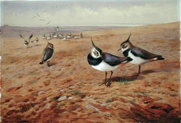 Lapas na Arara de Archibald Thorburn