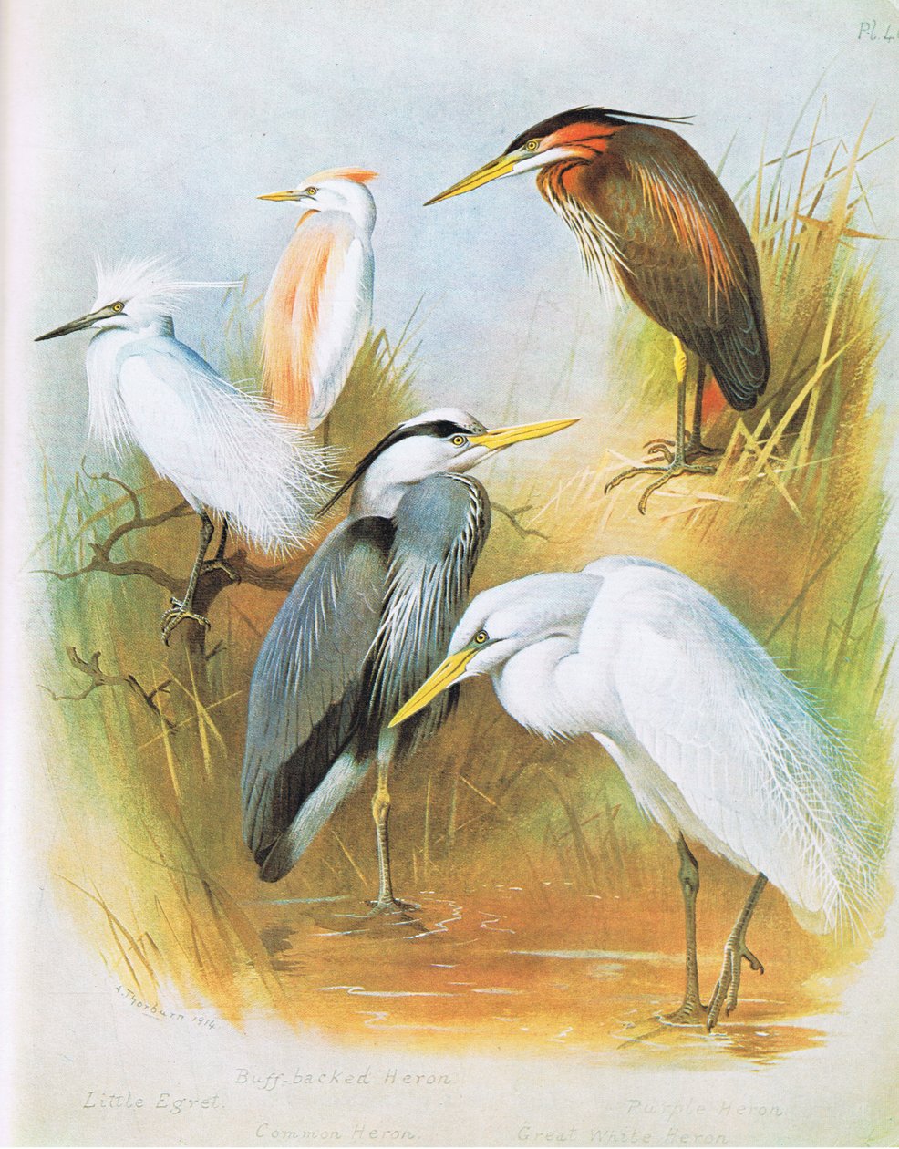 Egret pequeno, garça-real suportada do lustre, garça-real comum, garça-real roxa, garça-real de grande branco, bar. por Book Club Associates, 1972 de Archibald Thorburn