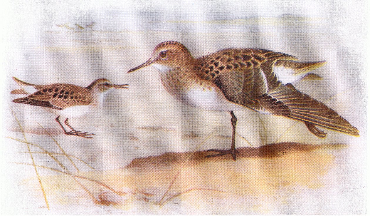 Little Stint, de Birds of the British Isles e seus ovos publicado por Frederick Warne & Co Ltd, 1958 de Archibald Thorburn
