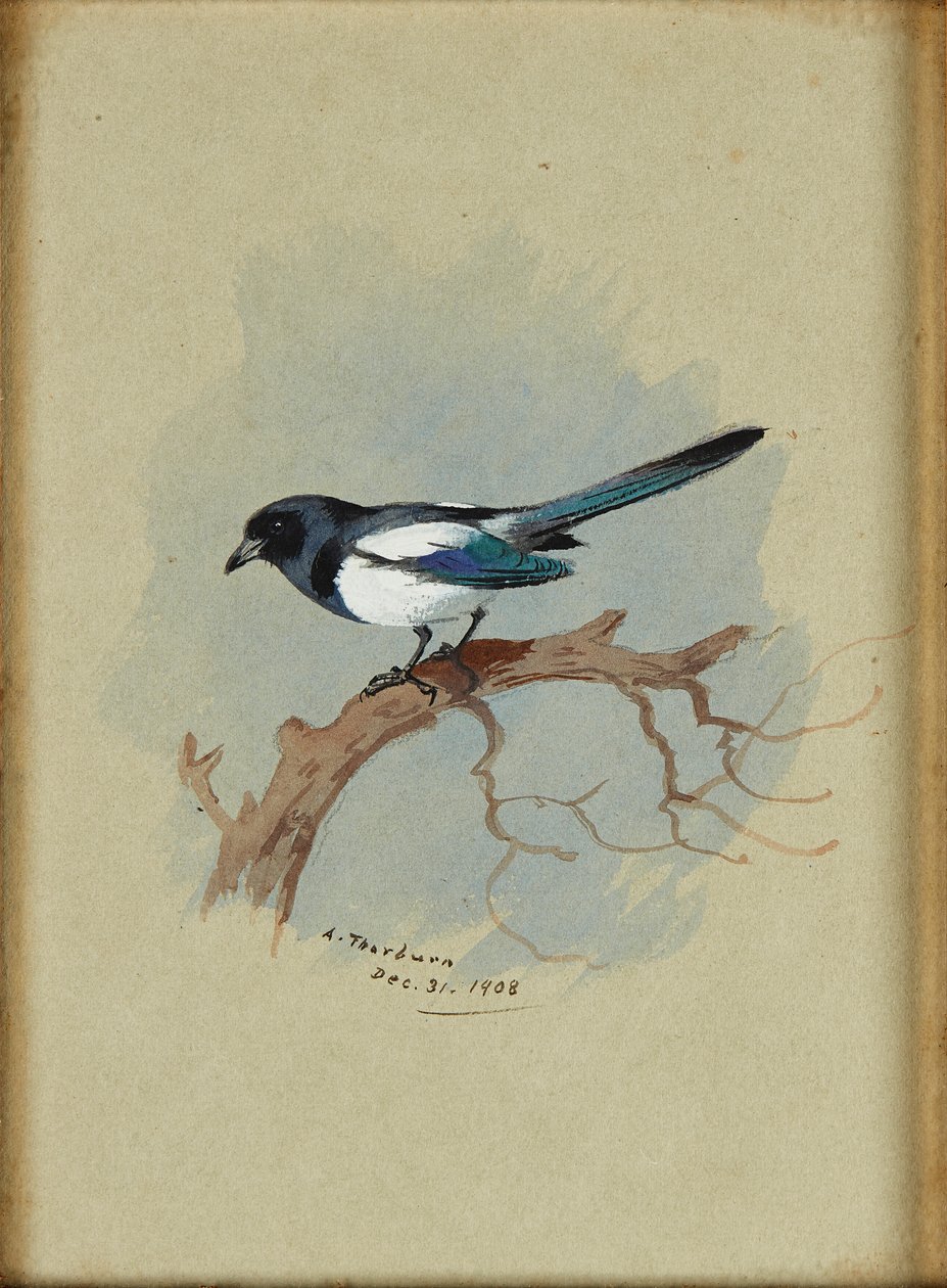 Magpie em um galho (tinta e aquarela) de Archibald Thorburn