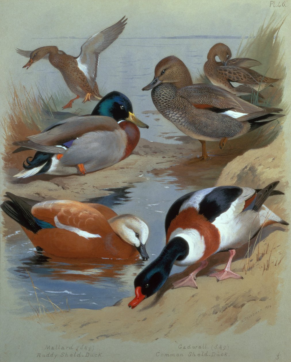Mallard, Gadwell, Ruddy Shelduck (aquarela) de Archibald Thorburn
