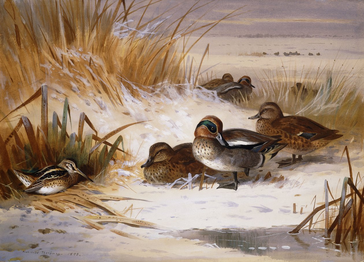 Mallard Widgeon e Snipe à beira de uma piscina no inverno de Archibald Thorburn
