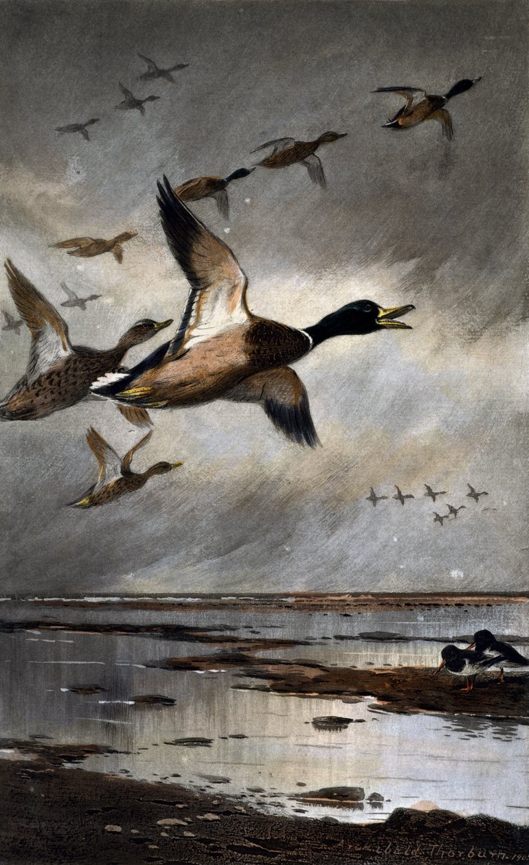 Mallards em voo de Archibald Thorburn