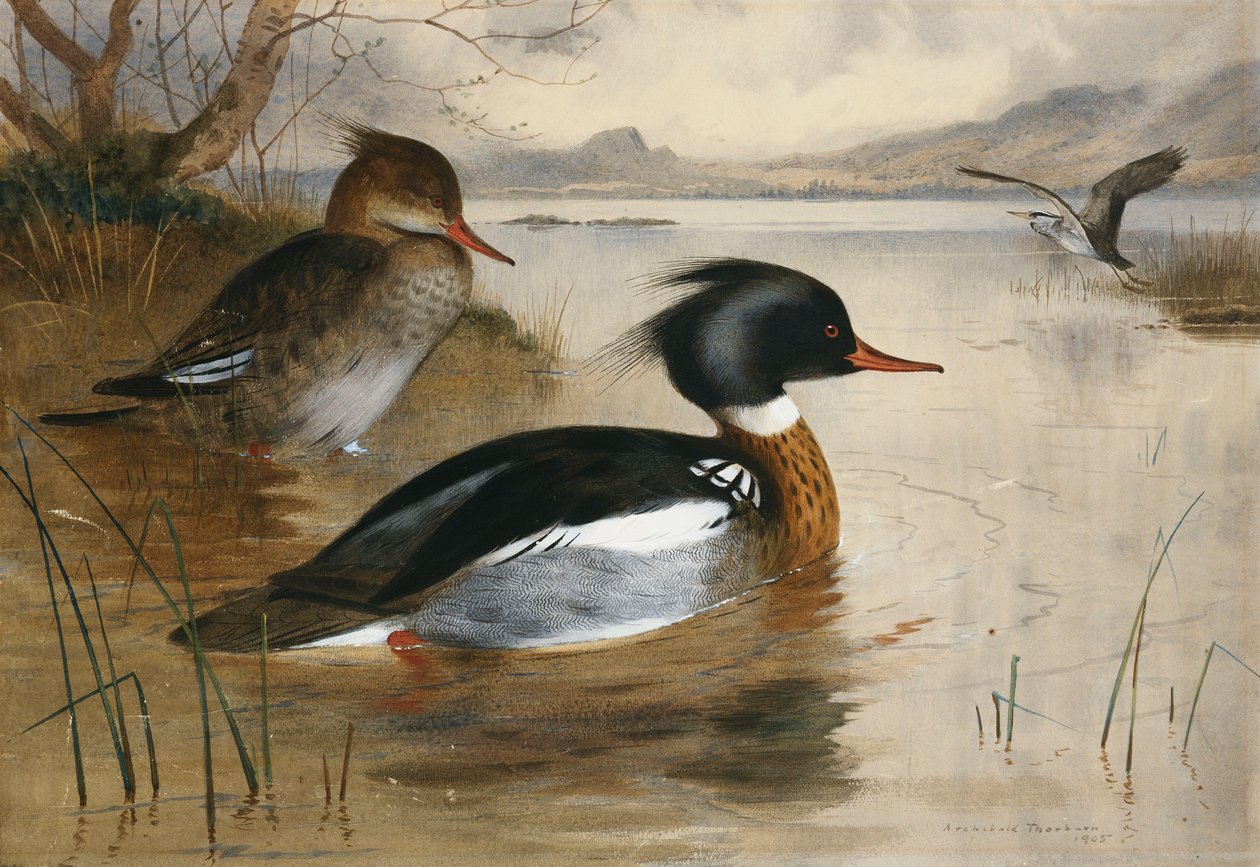 Patos-mergulhões, no Loch Maree de Archibald Thorburn