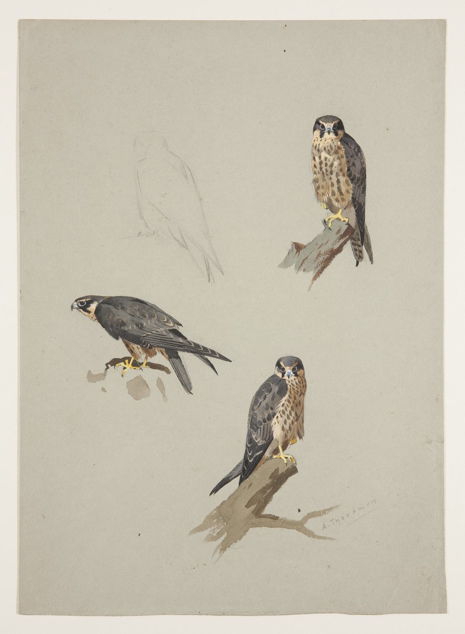 Merlin macho, c.1915 (aquarela e cor de corpo sobre lápis sobre papel) de Archibald Thorburn