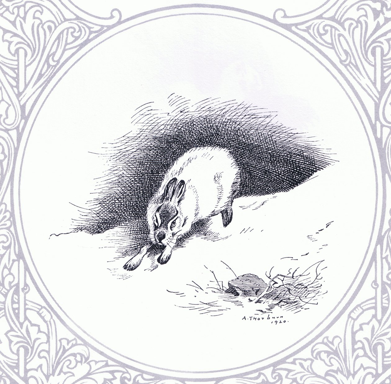 Mountain Hare, pub. por Book Club Associates de Archibald Thorburn