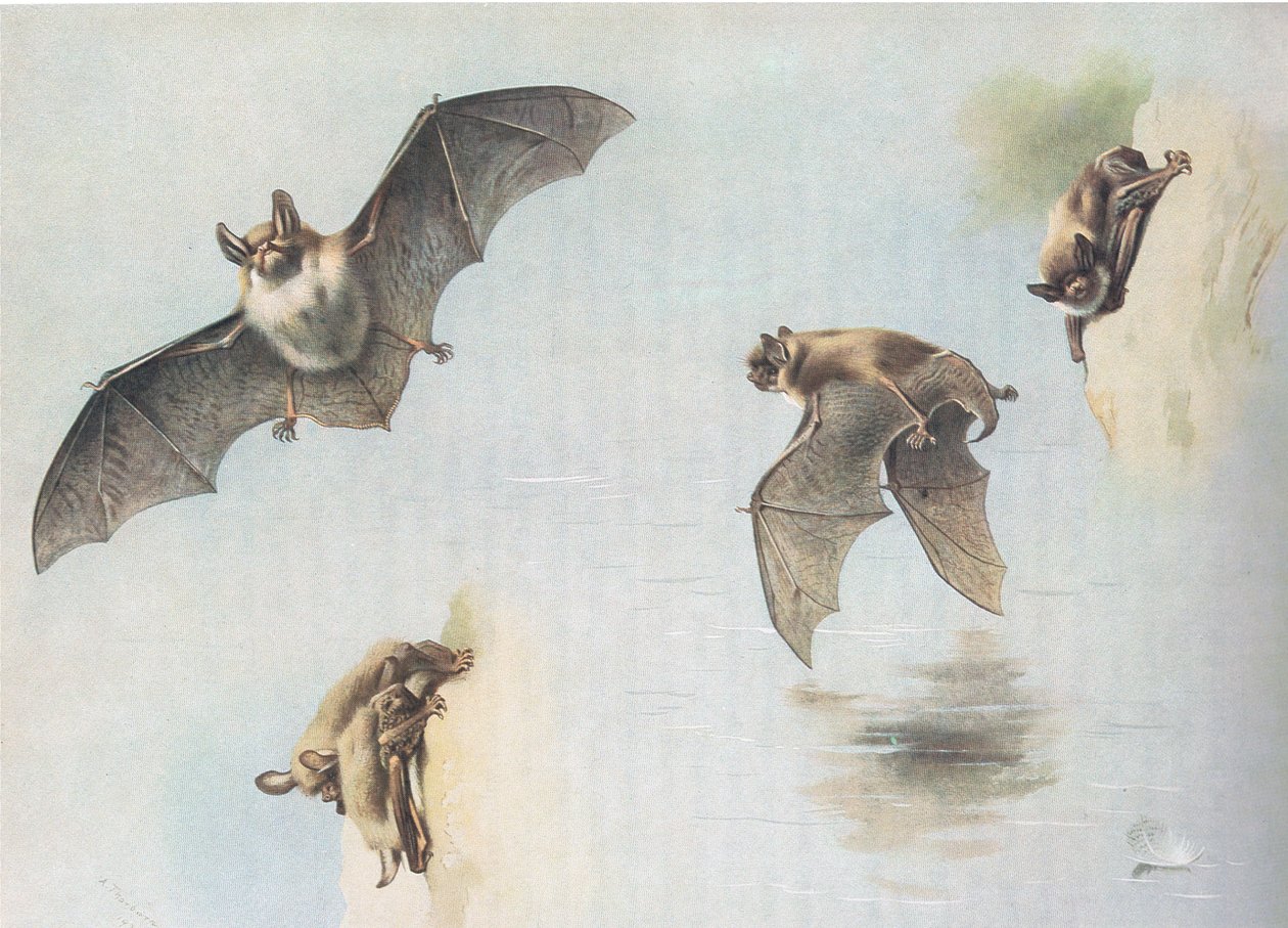 Natterers Bat e Daubentons Bat, da Thorburns Mammals, publicado por Longmans and Co, c. 1920 de Archibald Thorburn