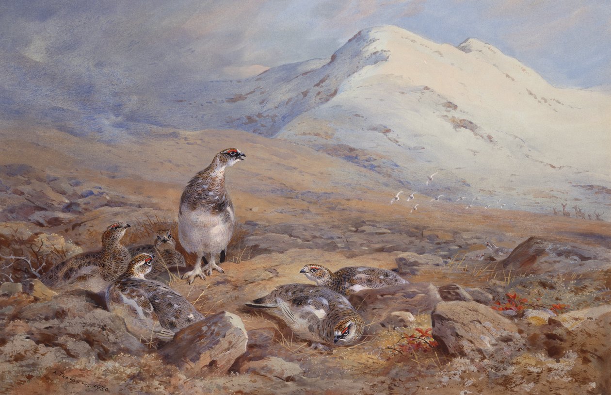 No chão Ptarmigan (aquarela) de Archibald Thorburn