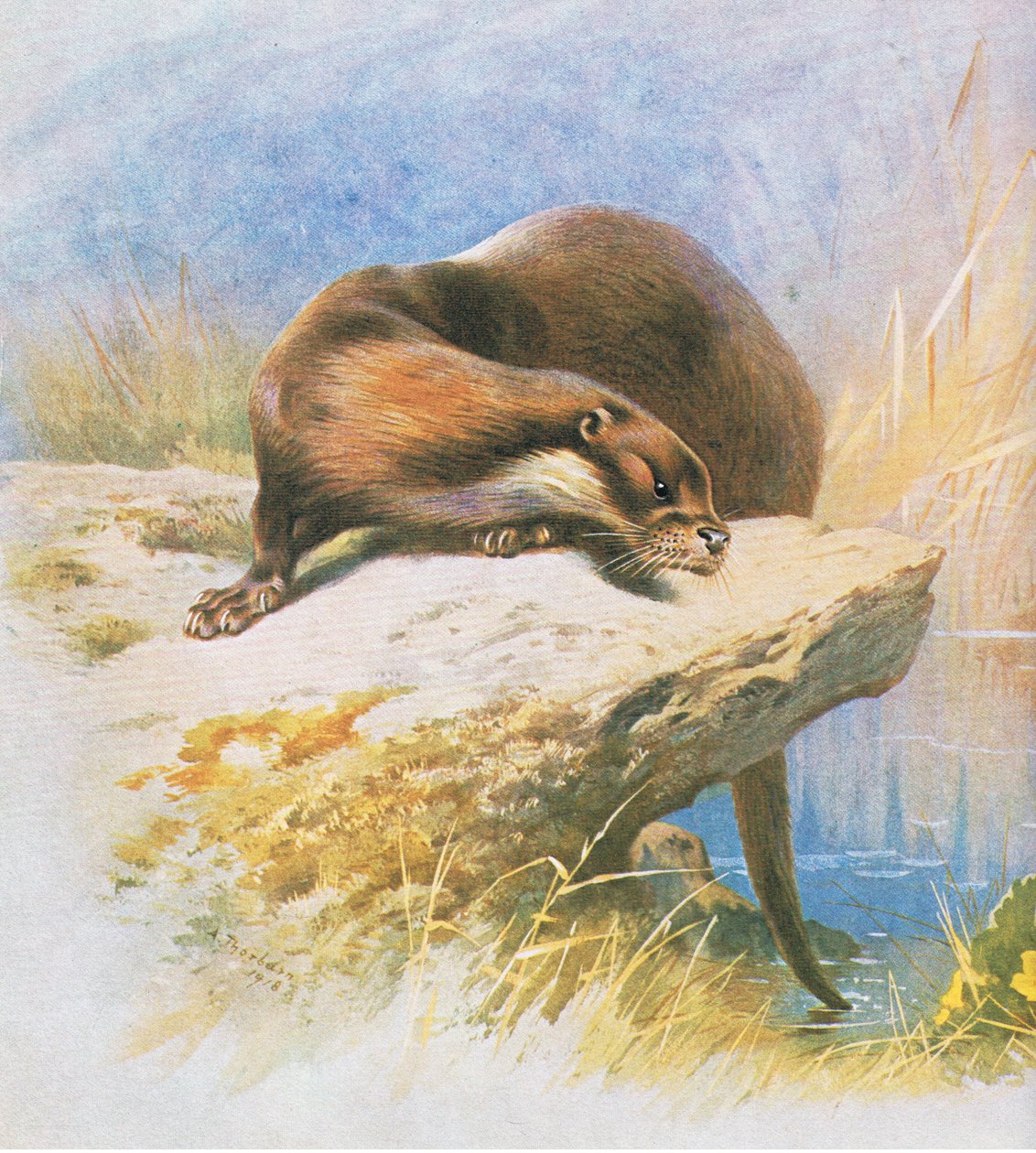 Lontra, pub. por Book Club Associates, 1972 de Archibald Thorburn