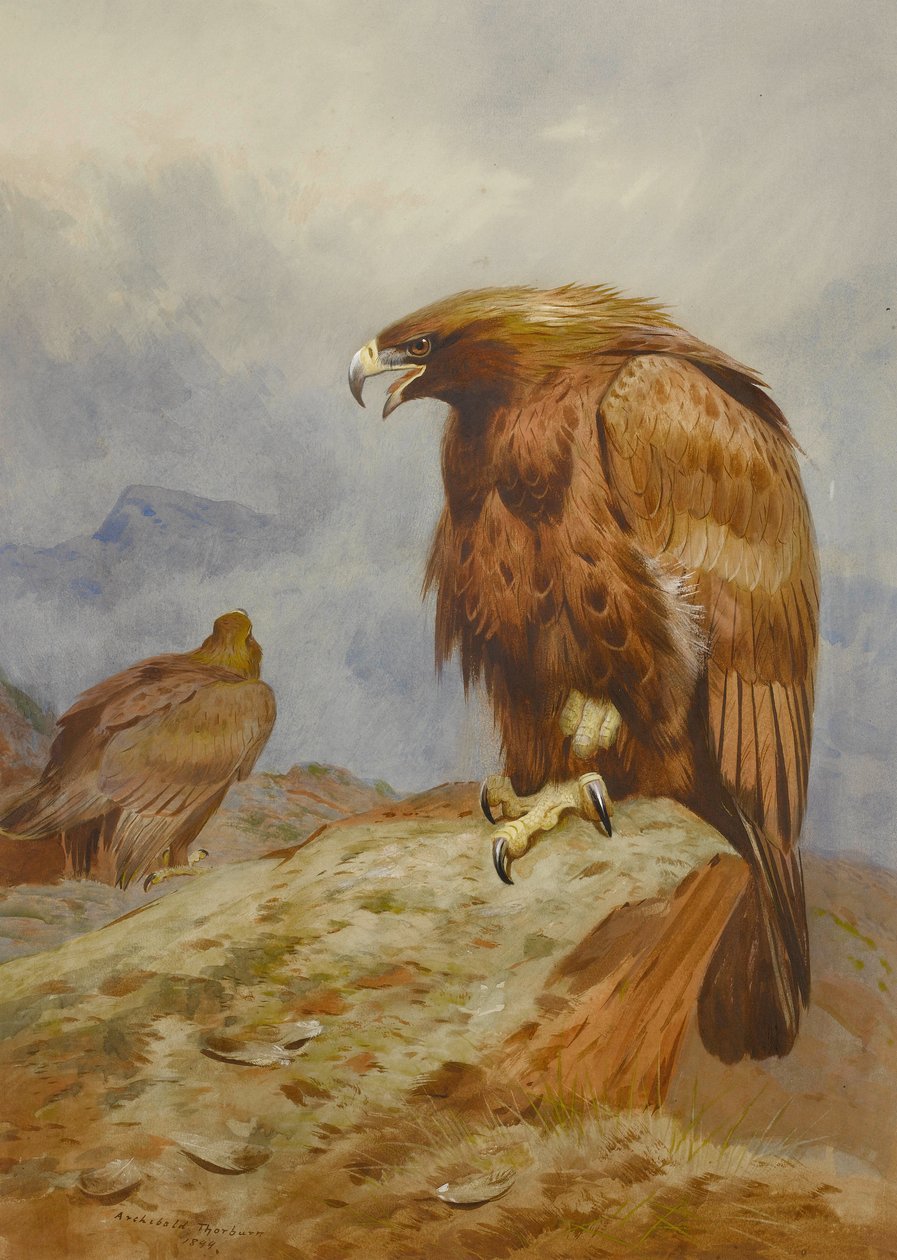 Par de águias douradas de Archibald Thorburn