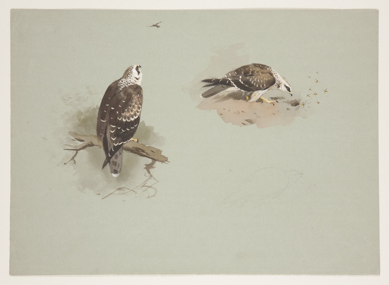 Abutre de mel pálido, c.1915 (aquarela e cor de corpo sobre lápis sobre papel) de Archibald Thorburn