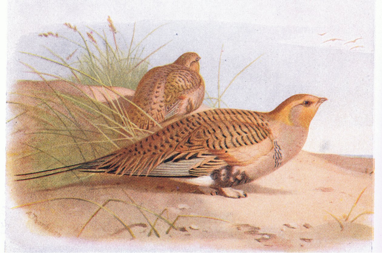 Pallass Sand Grouse, de Aves das Ilhas Britânicas e seus Ovos publicado por Frederick Warne & Co Ltd, 1958 de Archibald Thorburn