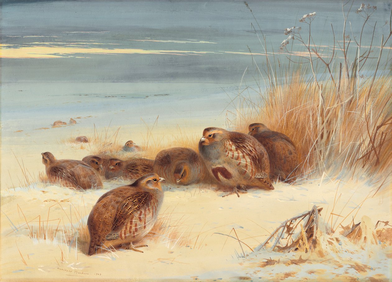 Perdiz em uma manhã gelada de Archibald Thorburn