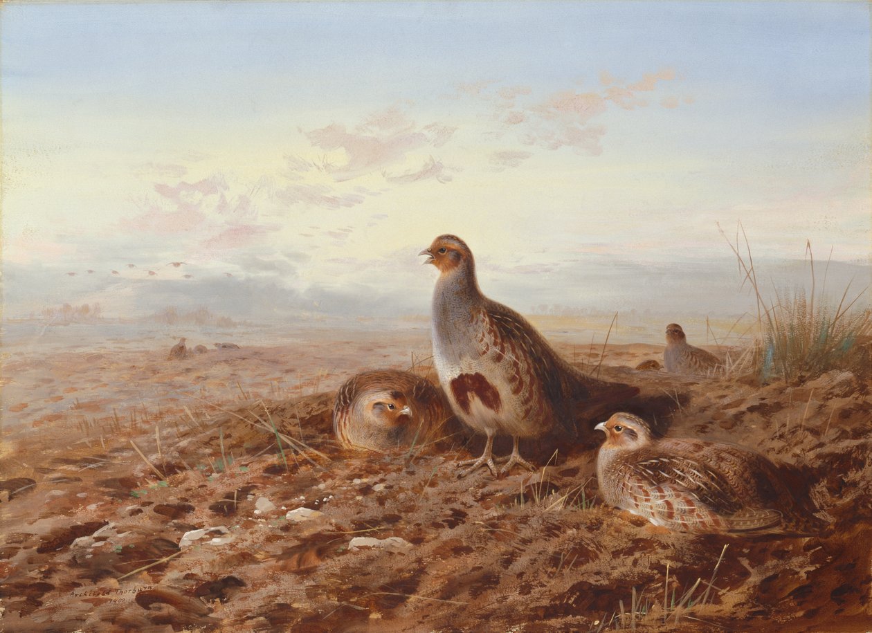 Perdizes entre os restolhos de Archibald Thorburn