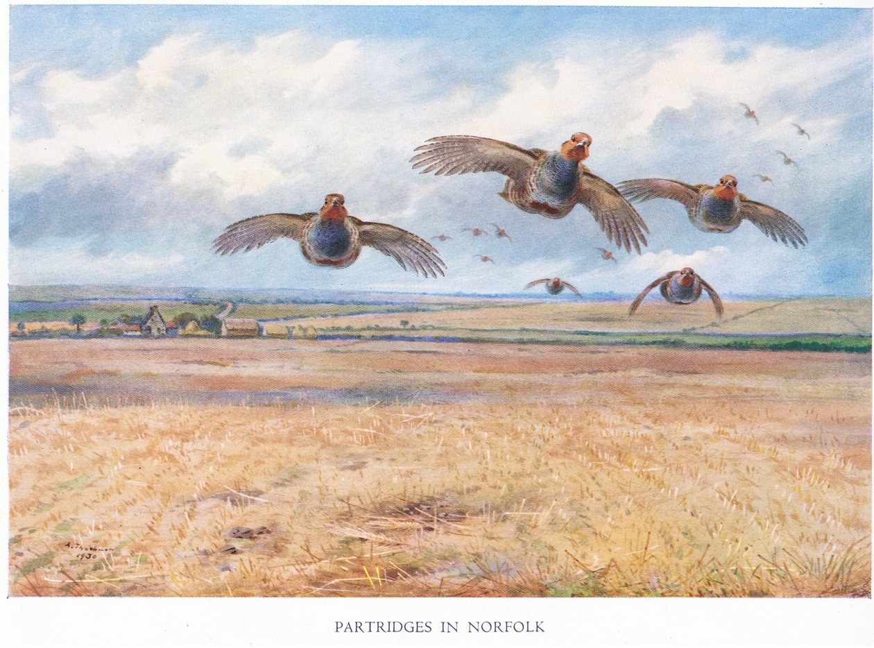 Patridges em Norfolk, 1938 de Archibald Thorburn
