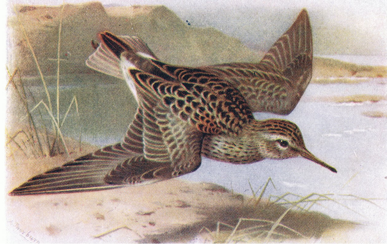 Sandpiper peitoral, das aves das ilhas britânicas e seus ovos publicado por Frederick Warne & Co Ltd, 1958 de Archibald Thorburn