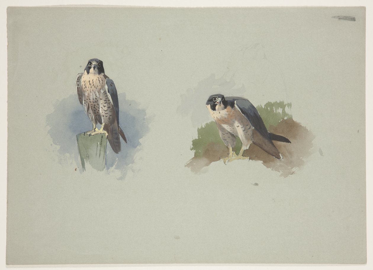 Falcão-peregrino macho, c.1915 (aguarela e cor de corpo sobre lápis sobre papel) de Archibald Thorburn