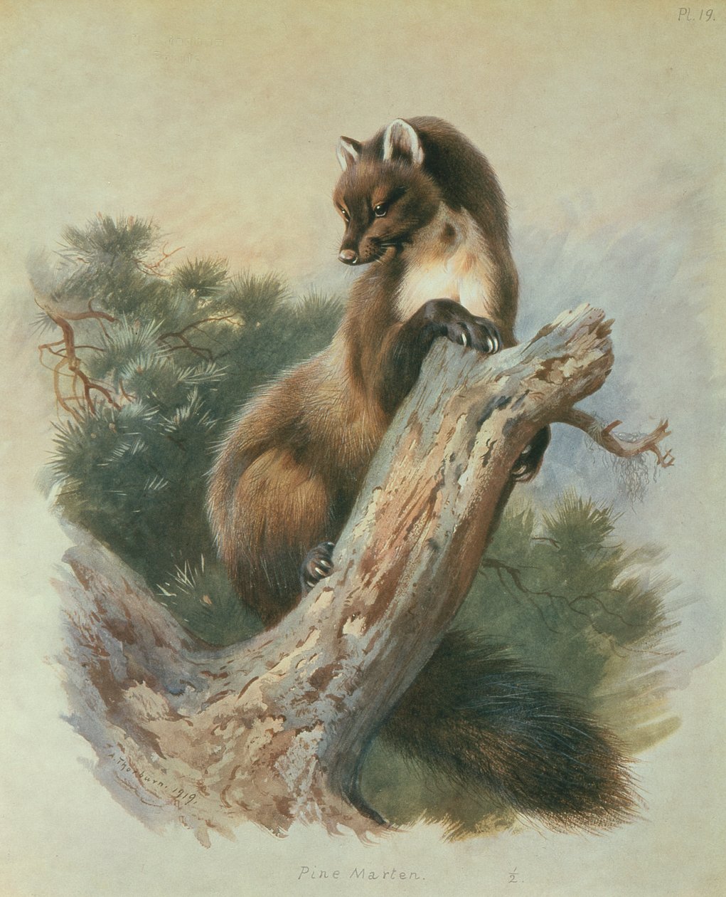Pine Marten de Archibald Thorburn