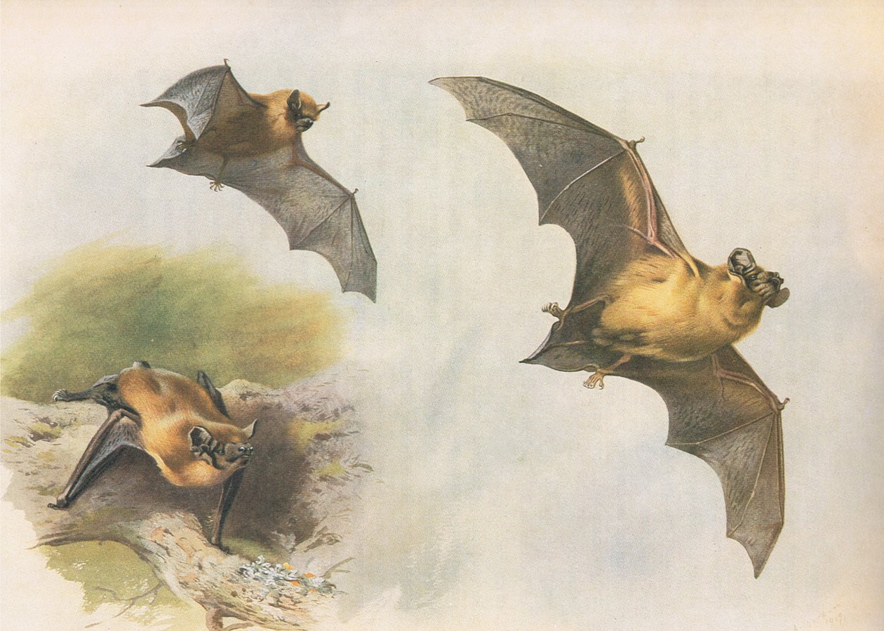 Pipistrelle ou Common Bat, de Thorburns Mammals publicado por Longmans and Co, c. 1920 de Archibald Thorburn