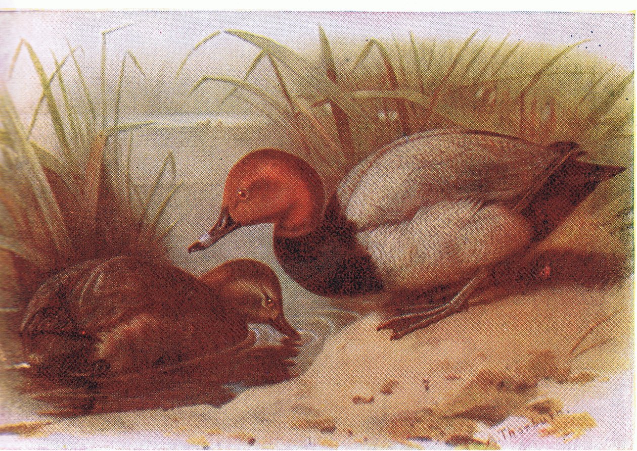 Larro de Archibald Thorburn