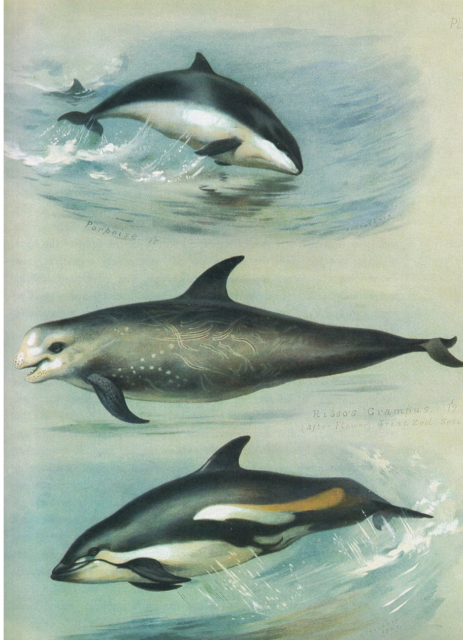 Porpoise, Rissos Grampus e White Sided Dolphin, de Thorburn "s Mammals, publicado por Longmans and Co., c. 1920 de Archibald Thorburn