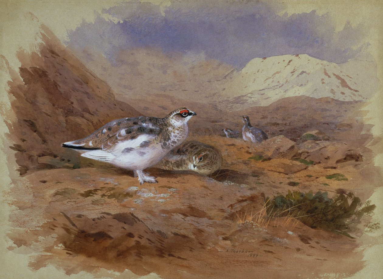 Ptarmigan em uma paisagem montanhosa (aquarela) de Archibald Thorburn