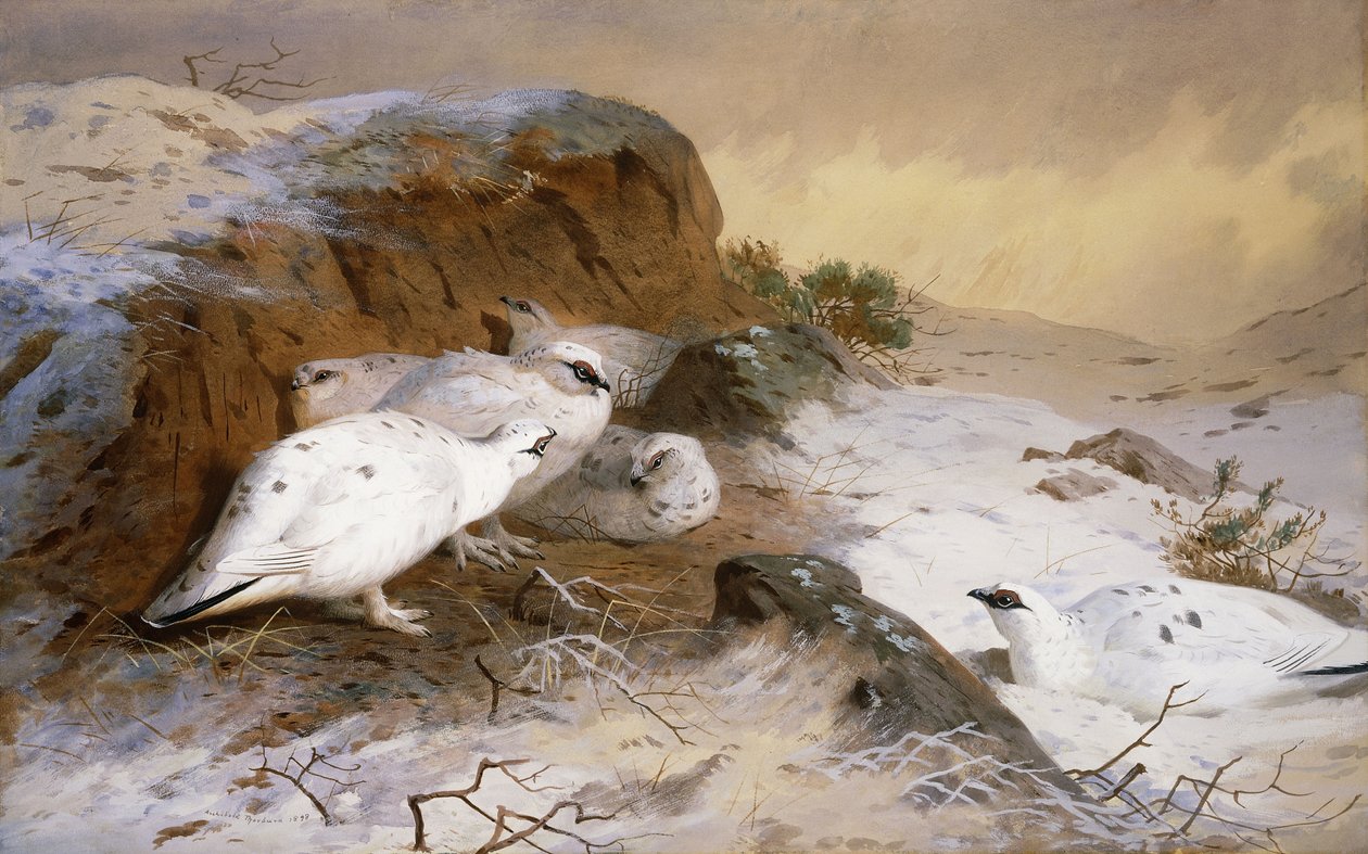 Ptarmigan na neve de Archibald Thorburn