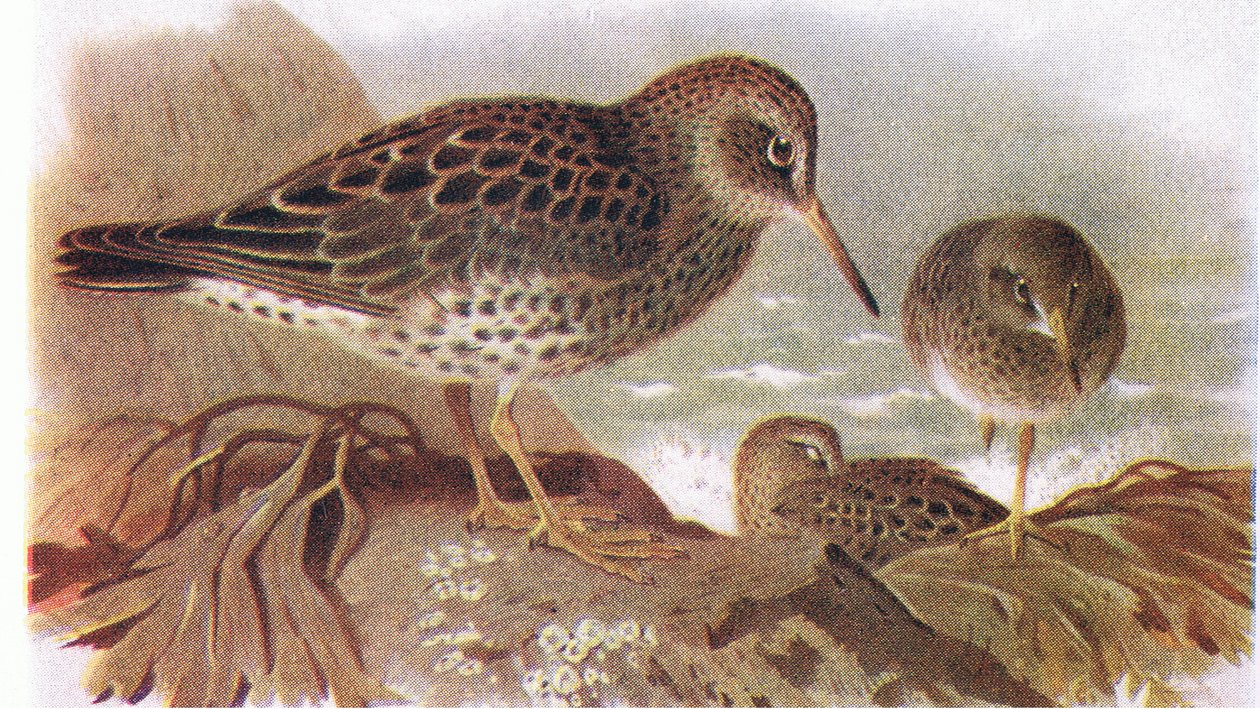 Maçarico-roxo, de Pássaros das Ilhas Britânicas e seus ovos publicado por Frederick Warne & Co Ltd, 1958 de Archibald Thorburn