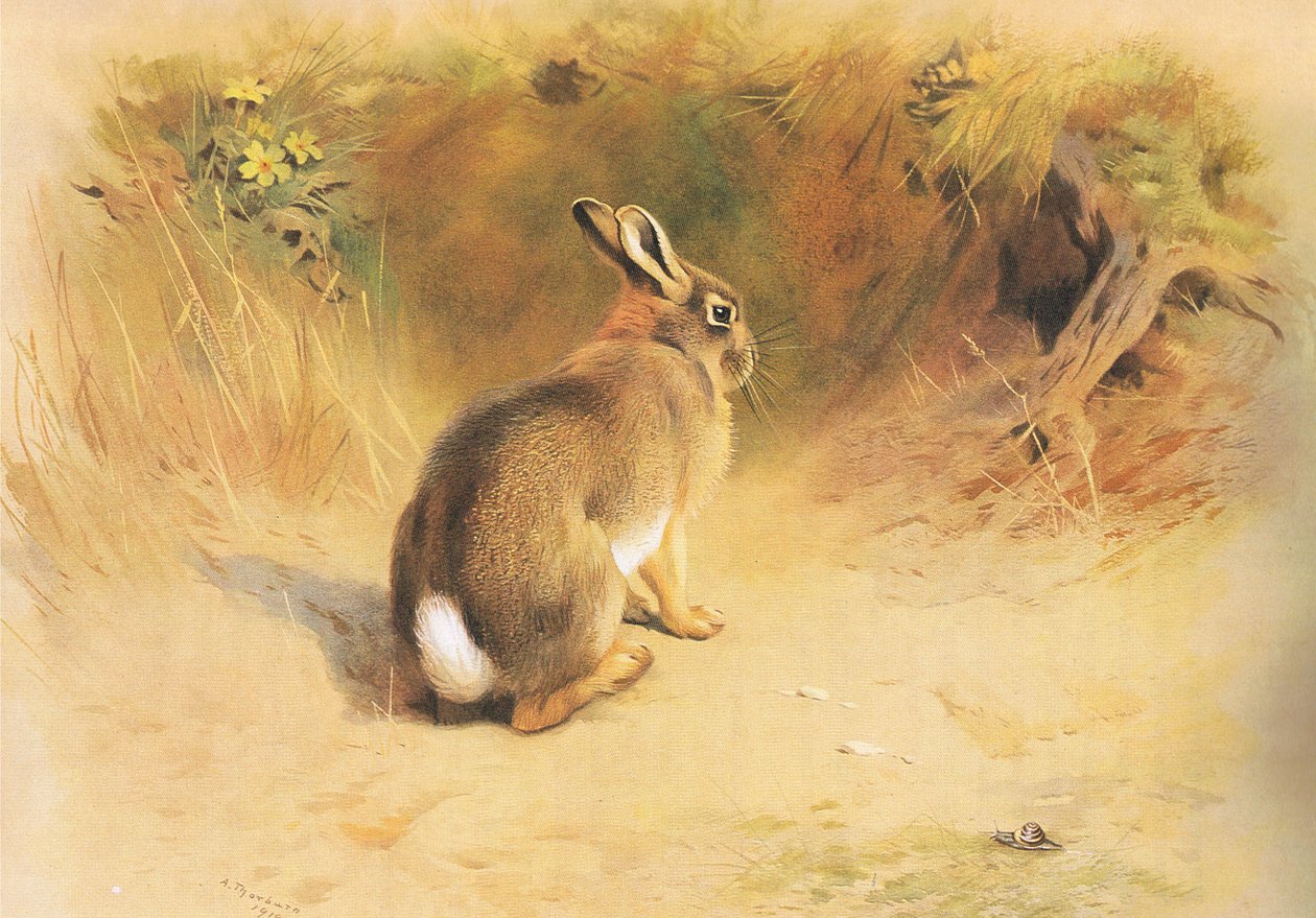 Coelho, de Thorburns Mammals publicado por Longmans e Co, c. 1920 de Archibald Thorburn