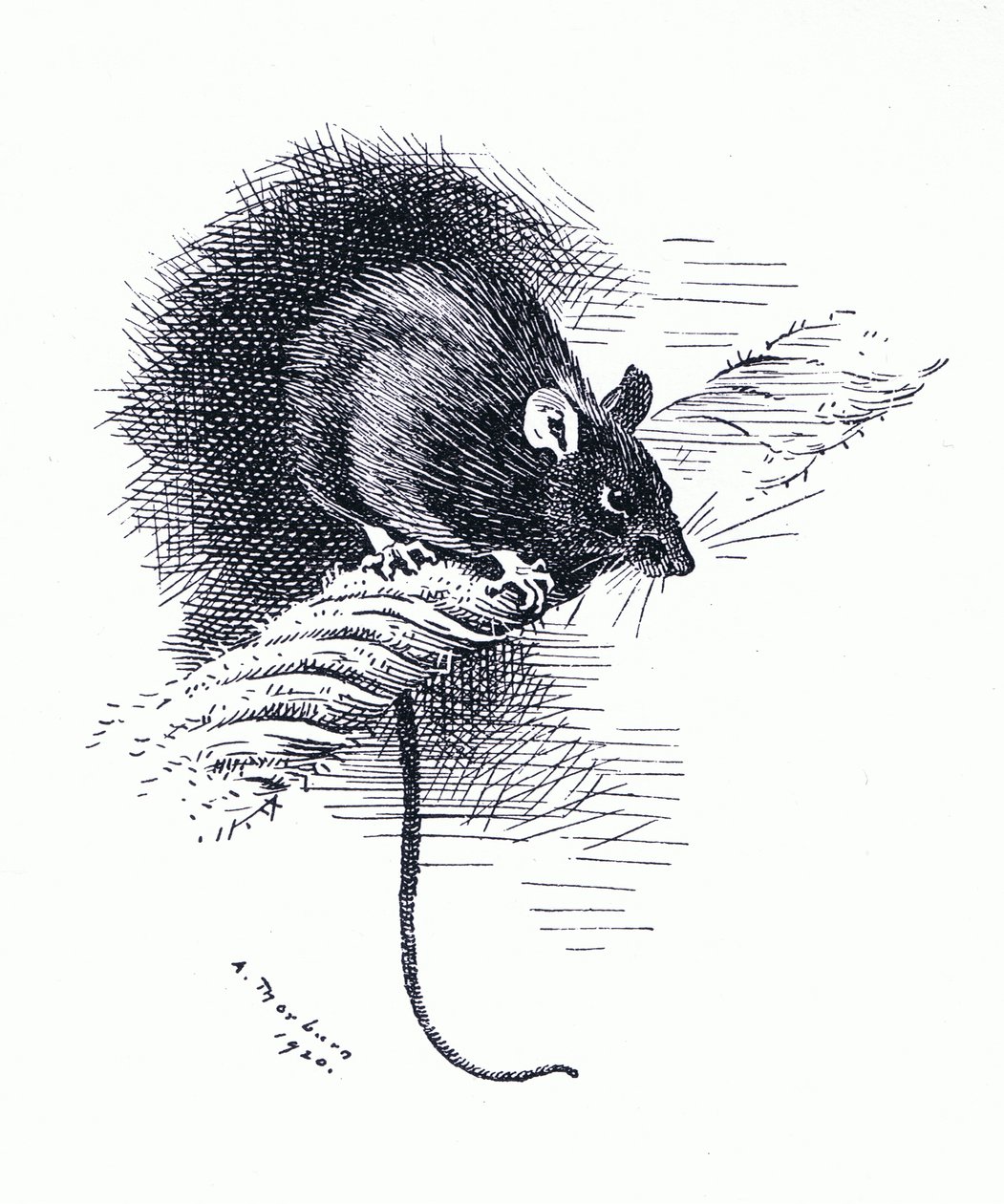 Rato, pub. por Book Club Associates de Archibald Thorburn