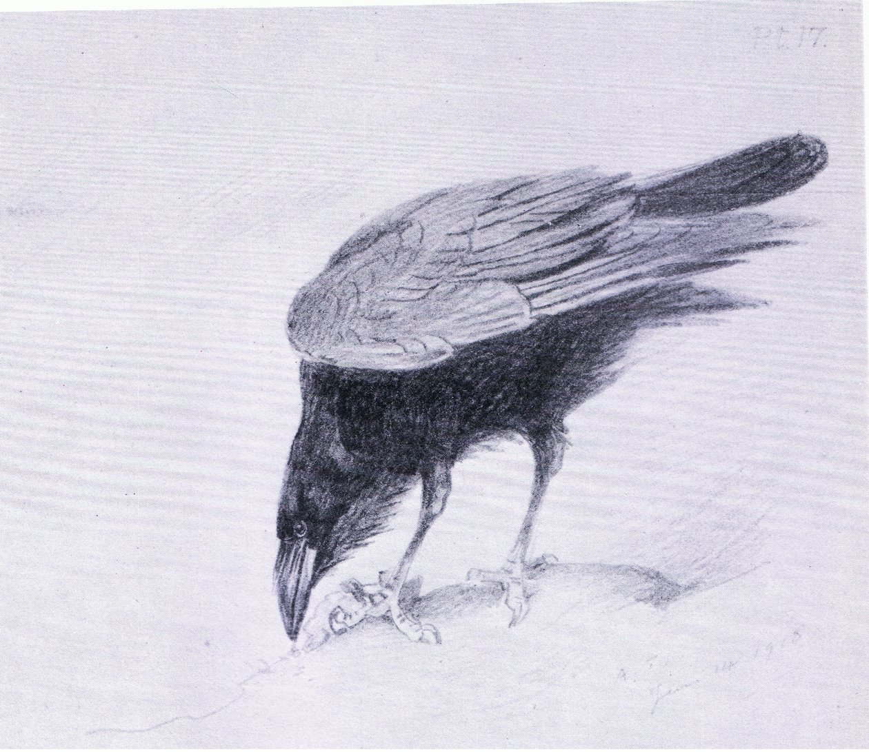 Raven, pub. por Book Club Associates de Archibald Thorburn