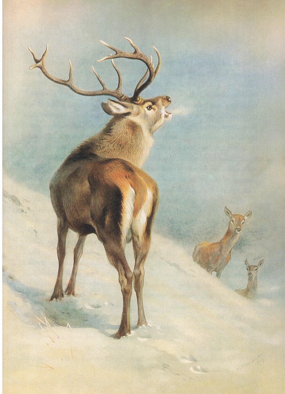 Red Deer, de Thorburn "s Mammals publicado por Longmans and Co, c. 1920 de Archibald Thorburn