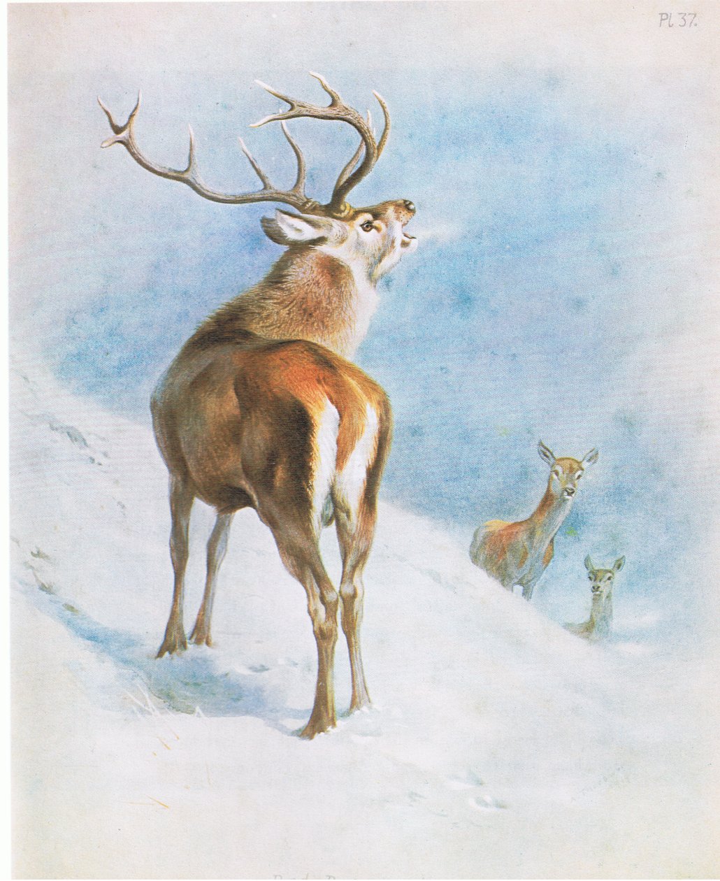 Red Deer, pub. por Book Club Associates de Archibald Thorburn