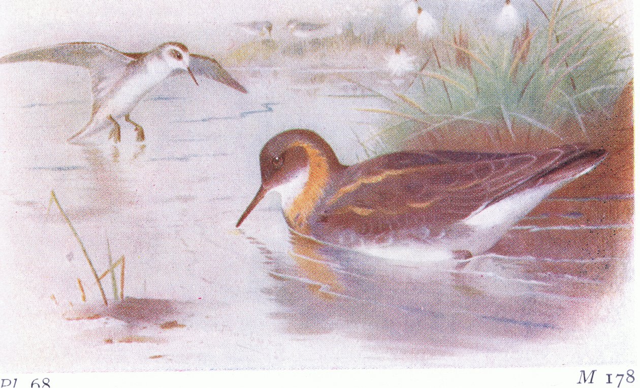 Falaropo de pescoço vermelho (verão e outono), de aves das ilhas britânicas e seus ovos publicado por Frederick Warne & Co Ltd, 1958 de Archibald Thorburn